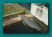 Large saltie at Crocodylus Park